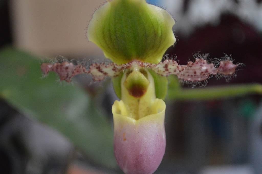 Asian Slipper Orchids