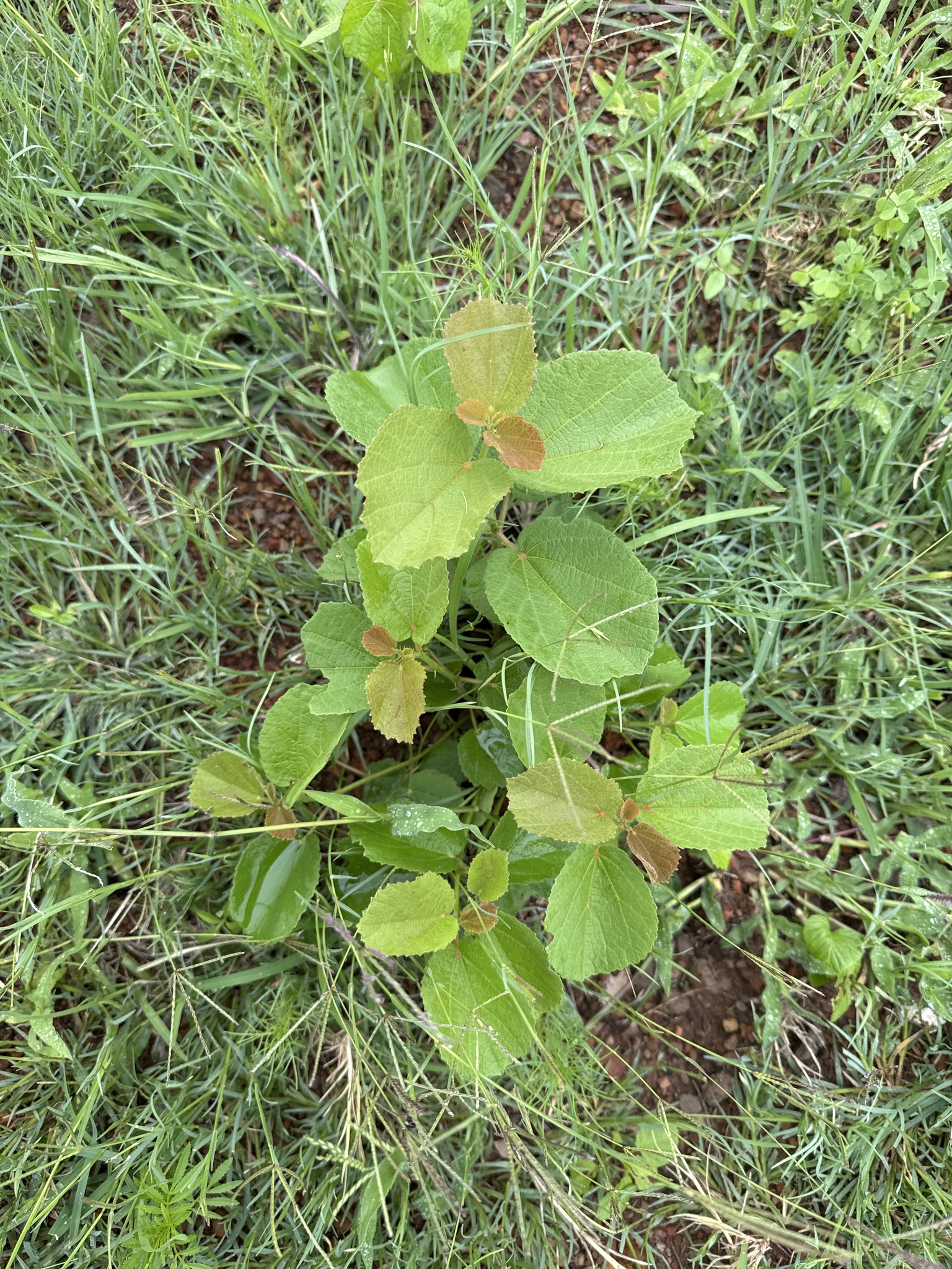 Imagem de Maiden's Bush