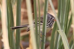 Anairetes flavirostris