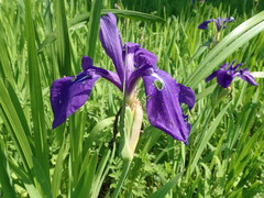 Iris laevigata