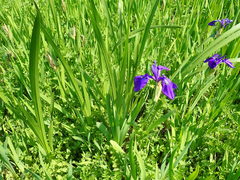 Iris laevigata