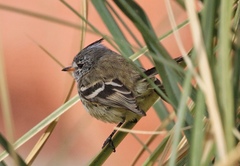 Anairetes flavirostris