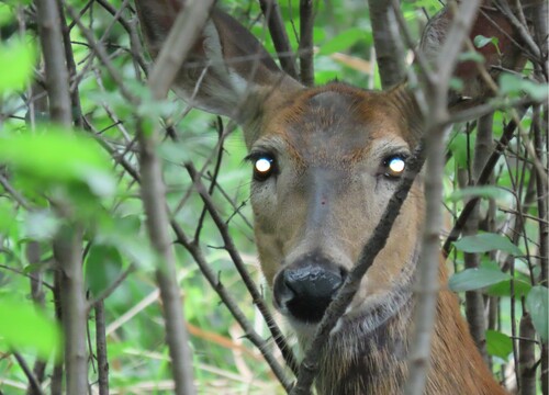 White-tailed Deer photographed in Minnesota
