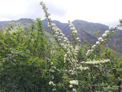 Spiraea lasiocarpa, photograph 4