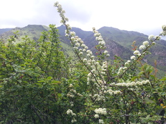 Spiraea lasiocarpa, photograph (c) Natalia Kazakova, some rights reserved (CC BY)