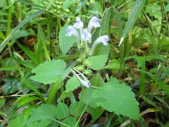 Scutellaria brachyspica