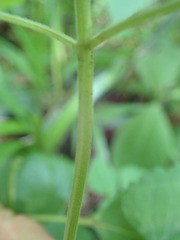 Scutellaria brachyspica