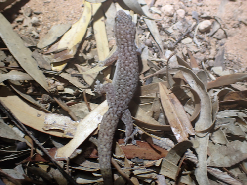 Southern Rock Dtella, Gehyra lazelli