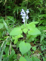 Scutellaria brachyspica