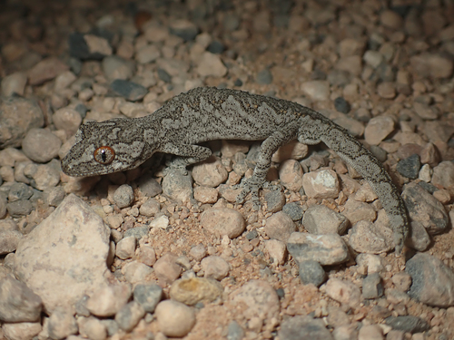Eastern Spiny-tailed Gecko, Strophurus intermedius