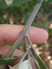 Eremosis corymbosa, photograph (c) Trevor Van Loon, some rights reserved (CC BY)