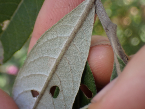 Eremosis corymbosa, photograph 2