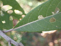 Eremosis corymbosa, photograph (c) Trevor Van Loon, some rights reserved (CC BY)