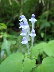 Scutellaria brachyspica