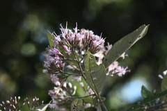 Eremosis corymbosa, photograph (c) Trevor Van Loon, some rights reserved (CC BY)