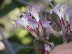 Eremosis corymbosa, photograph (c) Trevor Van Loon, some rights reserved (CC BY)