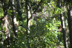 Eremosis corymbosa