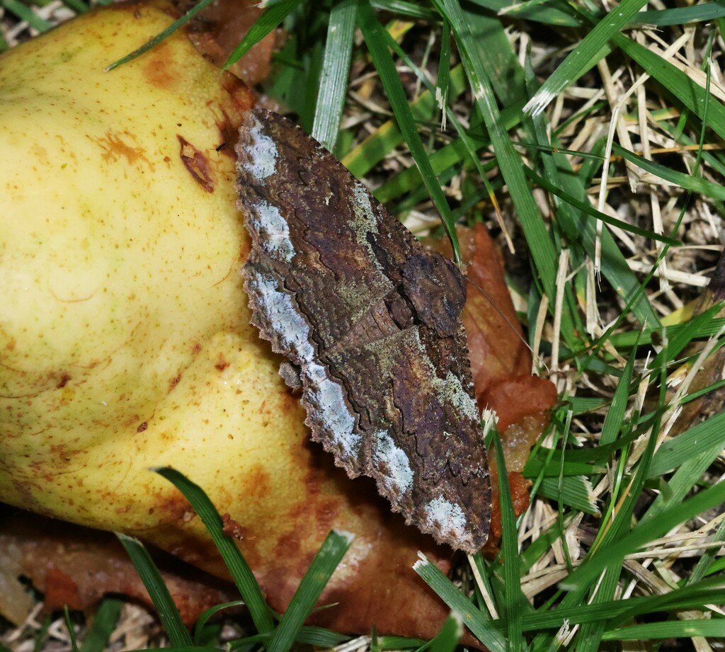 Lunate Zale Moth from 4100 Snaffle Bit Rd, Lebanon, IN 46052, USA on ...