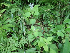 Scutellaria brachyspica