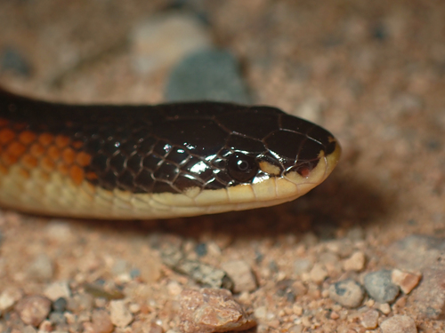 Black-backed Hooded Snake