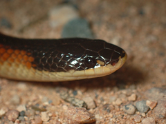 Mallee Black-Backed Snake photo 3