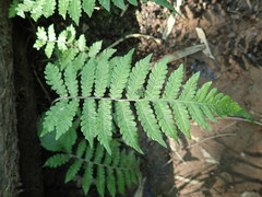 Leptogramma mollissima