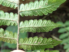 Leptogramma mollissima