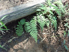 Leptogramma mollissima