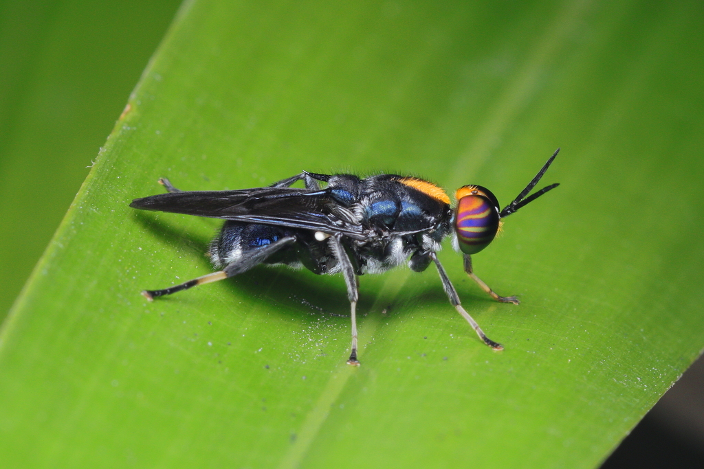 Cyphomyia aurifrons