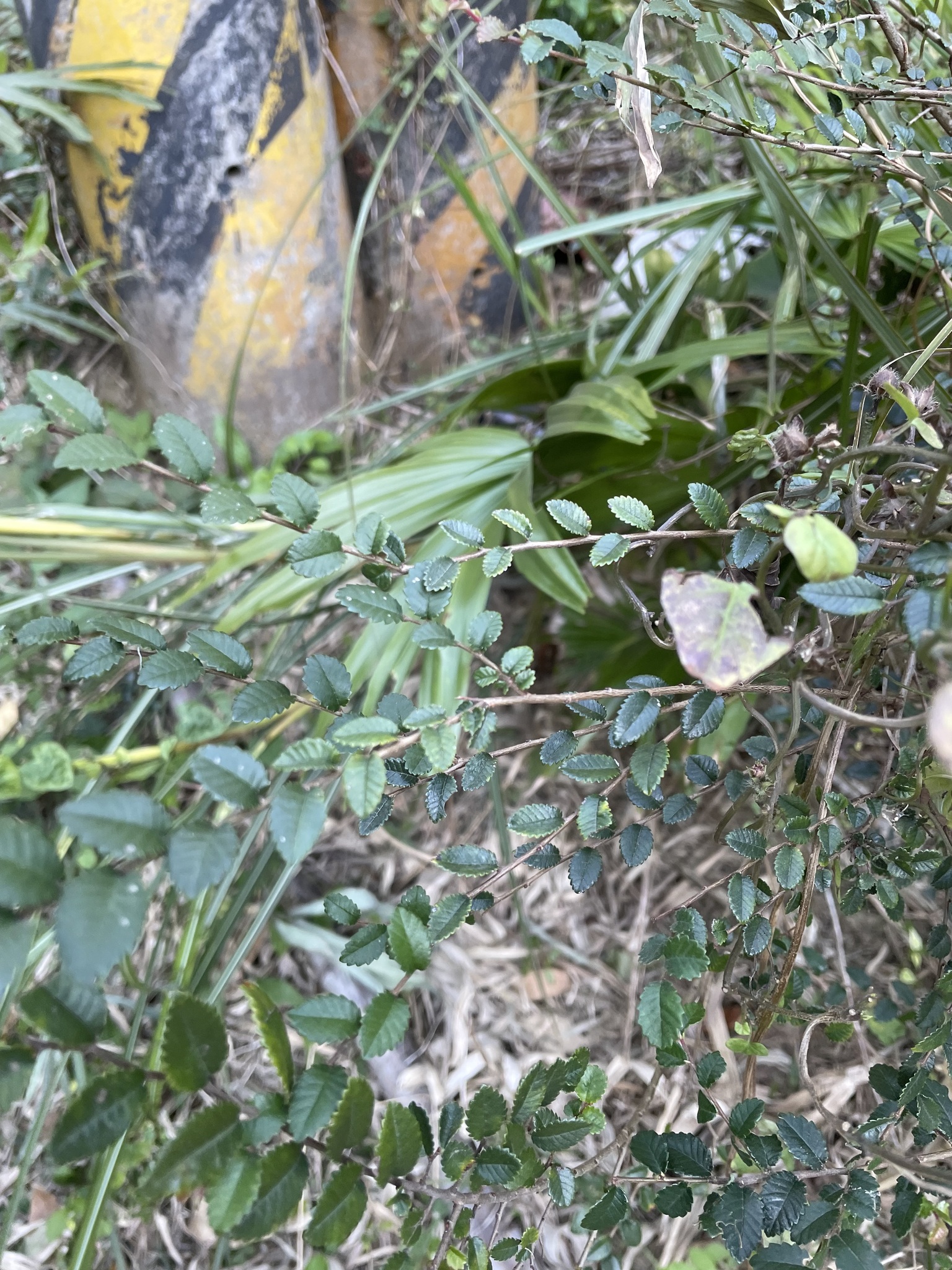 Imagem de Olmo-chinês