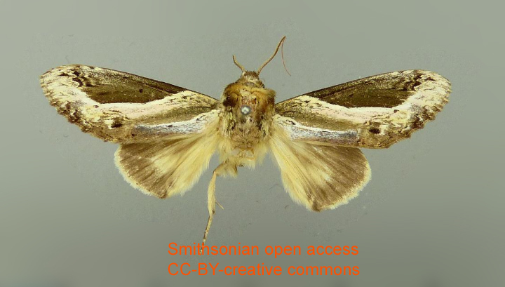 Rhuda minor