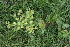 Angelica triquinata