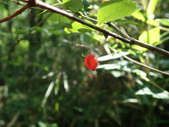 Lonicera gracilipes