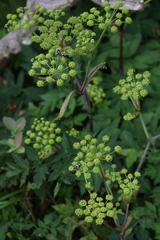 Angelica triquinata