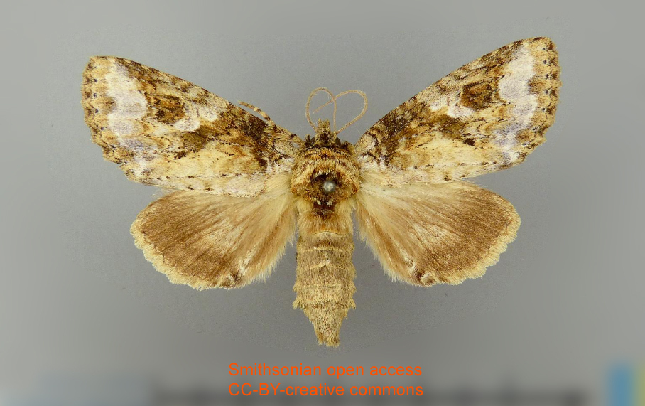 Disphragis alania