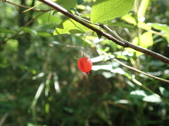 Lonicera gracilipes