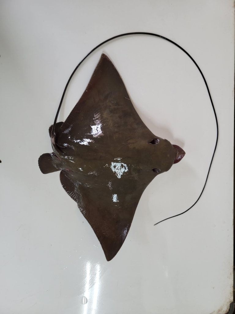 Longhead Eagle Ray