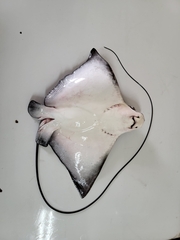Longhead Eagle Ray photo 2