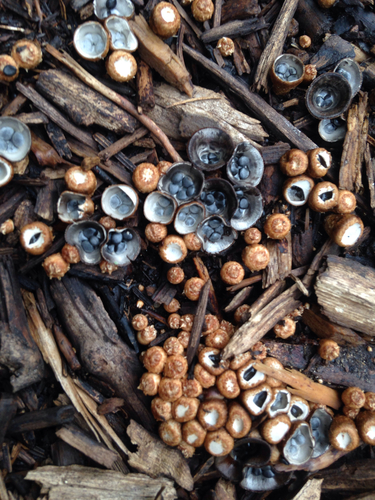 dung-loving bird's nest fungus