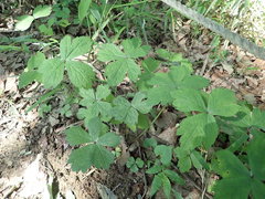 Sanicula chinensis