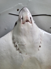 Longhead Eagle Ray photo 3