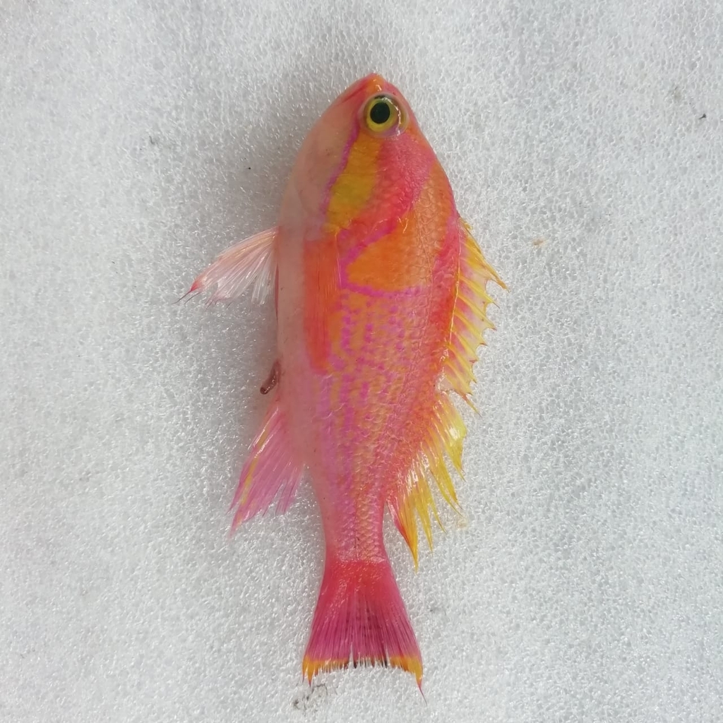 Pillai's Goldie