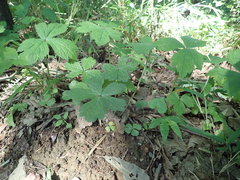 Sanicula chinensis