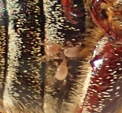 Parasitiformes