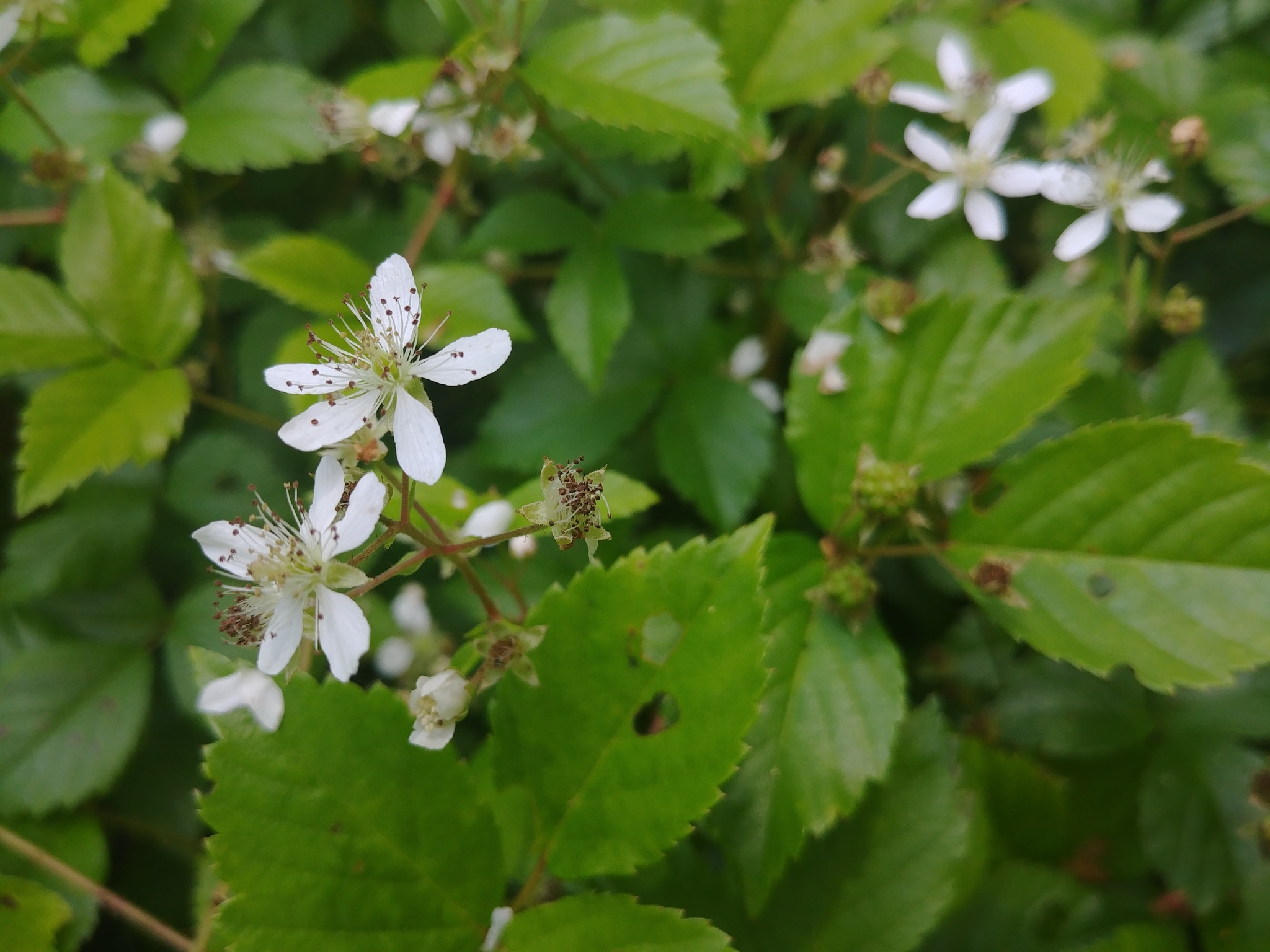 rubus hispidus