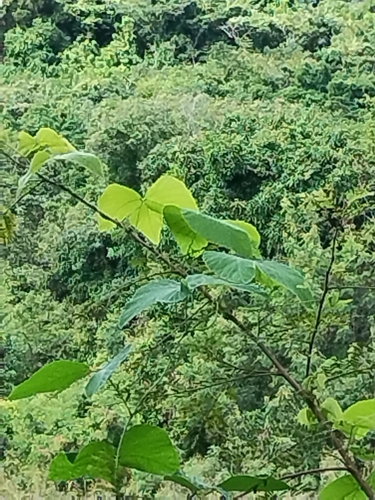 Foto de Pó-de-mico
