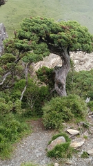 Juniperus squamata