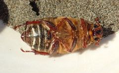 Parasitiformes
