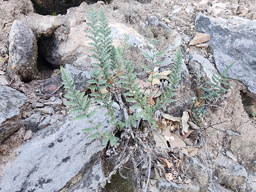 Image of Myriopteris rufa by (c) Kaden Slone, some rights reserved (CC BY)