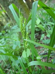 Carex ischnostachya